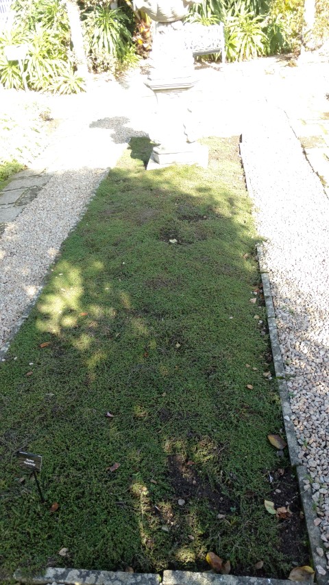 Thymus plantplacesimage20161016_120814.jpg