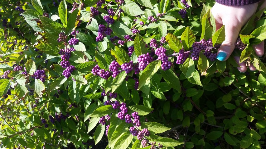 Callicarpa dichotoma plantplacesimage20161029_140104.jpg