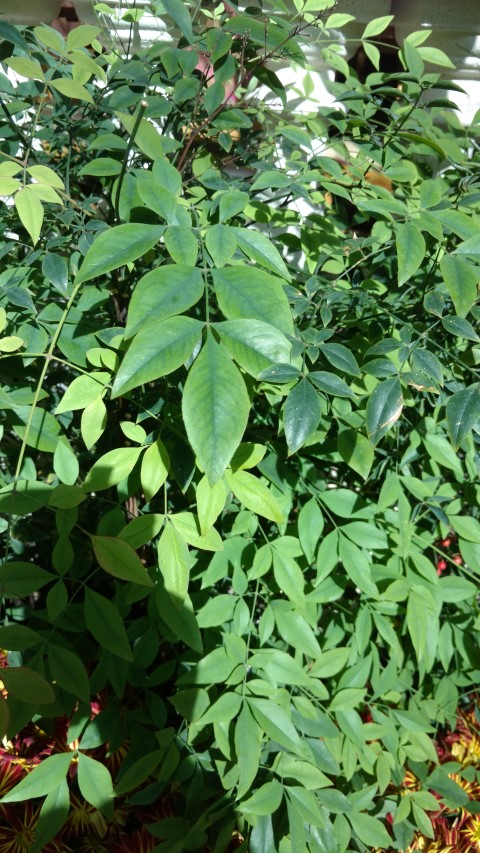 Nandina domestica plantplacesimage20161105_125327.jpg