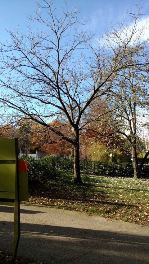 Juglans cinerea plantplacesimage20161120_123743.jpg