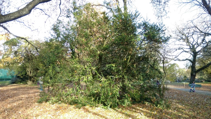 Ilex pernyi plantplacesimage20161120_131252.jpg