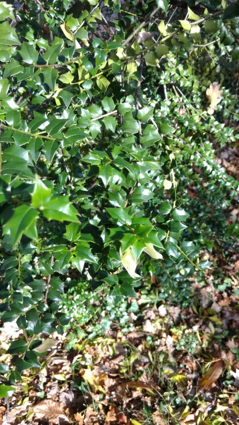 Ilex pernyi plantplacesimage20161120_131315.jpg