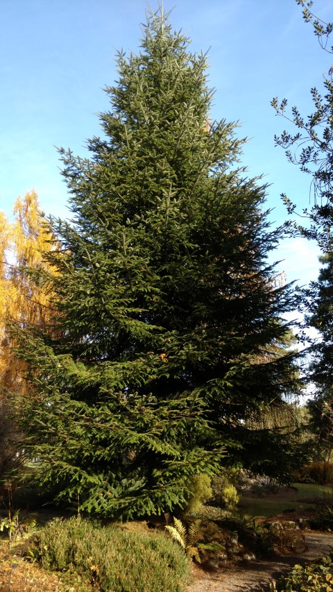 Abies alba plantplacesimage20161120_133118.jpg