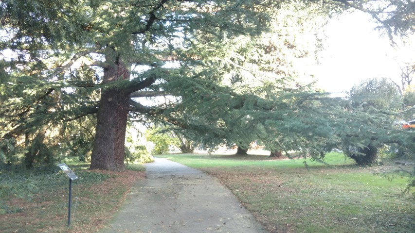 Cedrus deodara plantplacesimage20161120_134927.jpg
