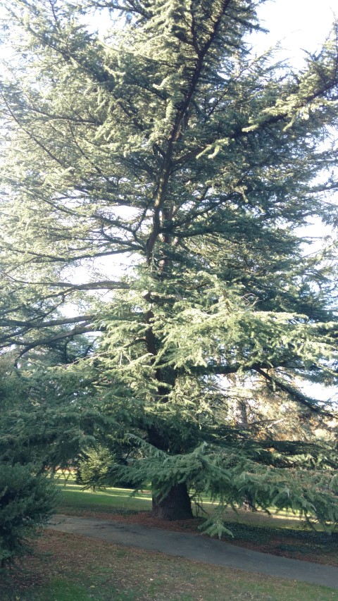 Cedrus deodara plantplacesimage20161120_135016.jpg