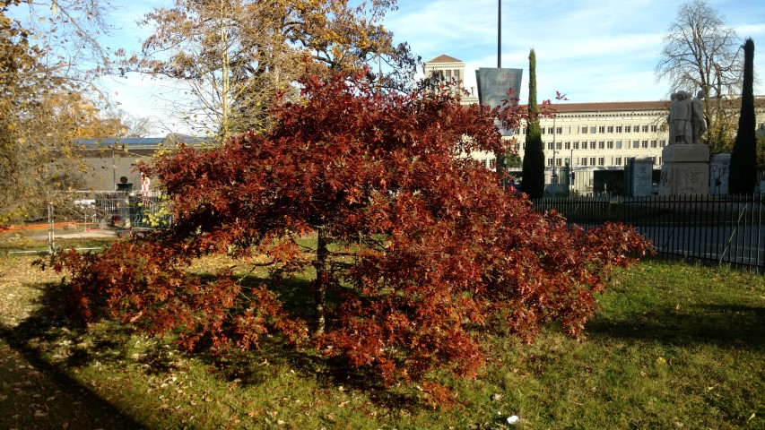Quercus buckleyi plantplacesimage20161120_135857.jpg