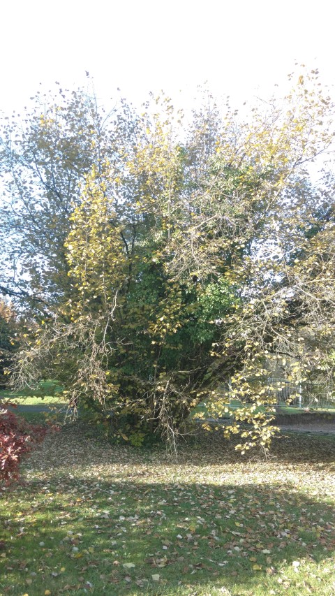 Corylus avellana plantplacesimage20161120_140036.jpg