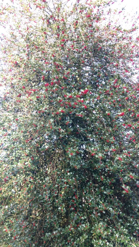 Ilex aquifolium plantplacesimage20161120_140746.jpg