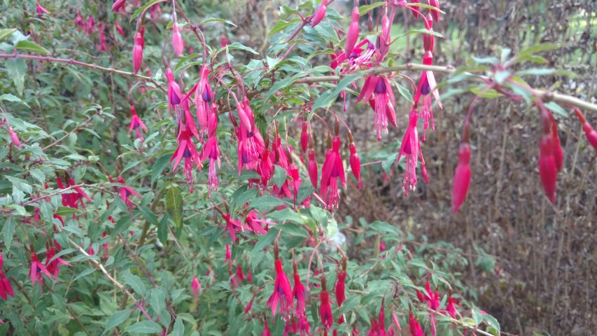 Fuchsia magellanica plantplacesimage20161120_141323.jpg