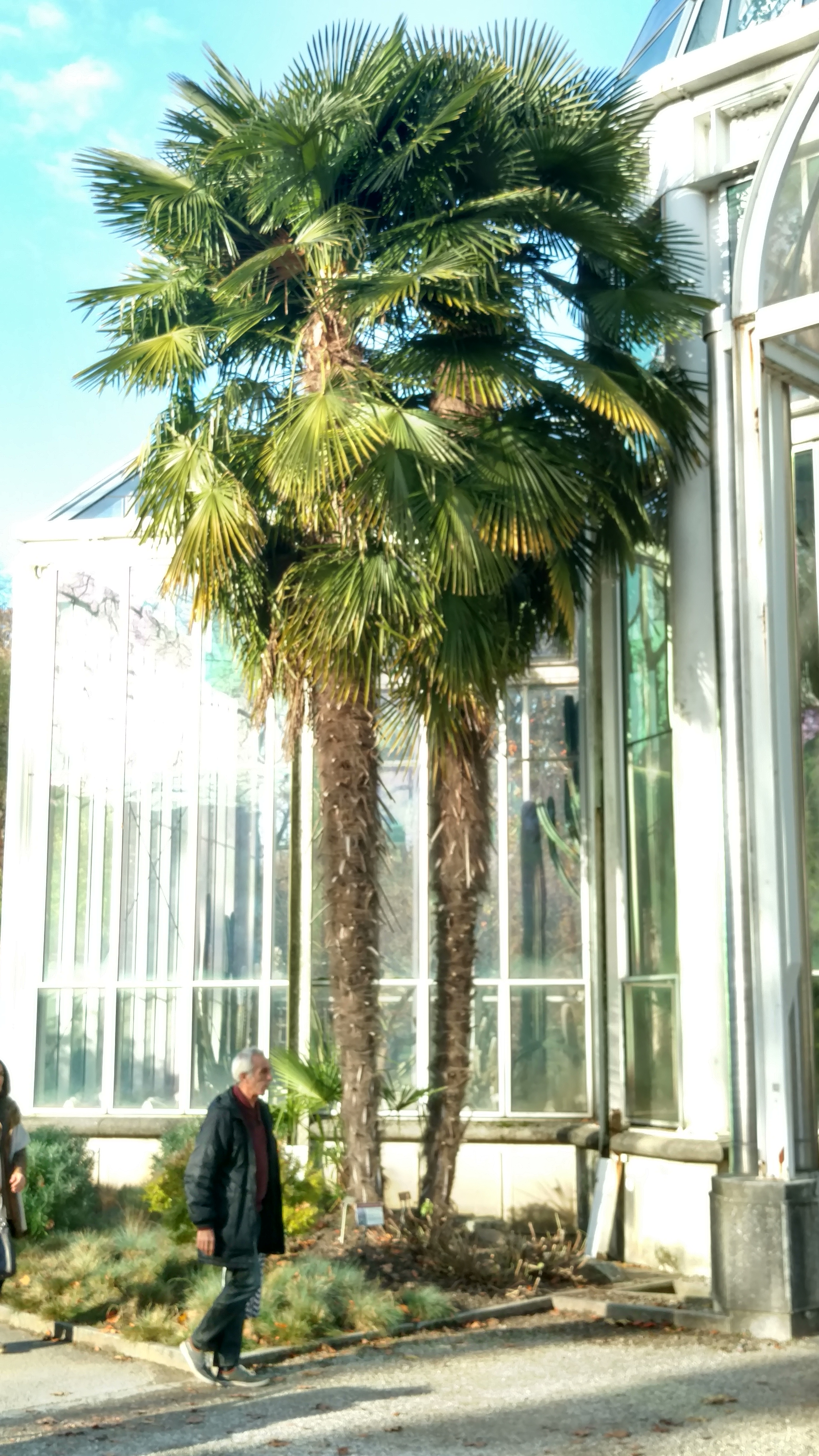 Trachycarpus fortunei plantplacesimage20161120_143212.jpg