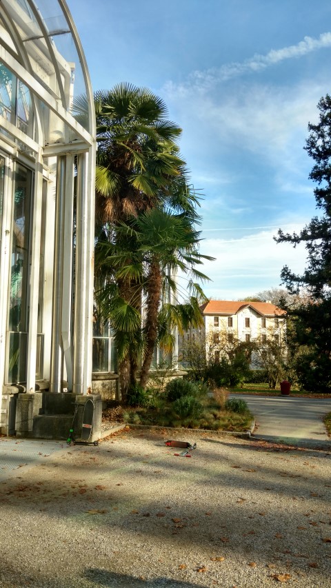 Trachycarpus fortunei plantplacesimage20161120_143343.jpg