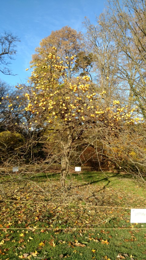 Diospyros kaki plantplacesimage20161120_144312.jpg