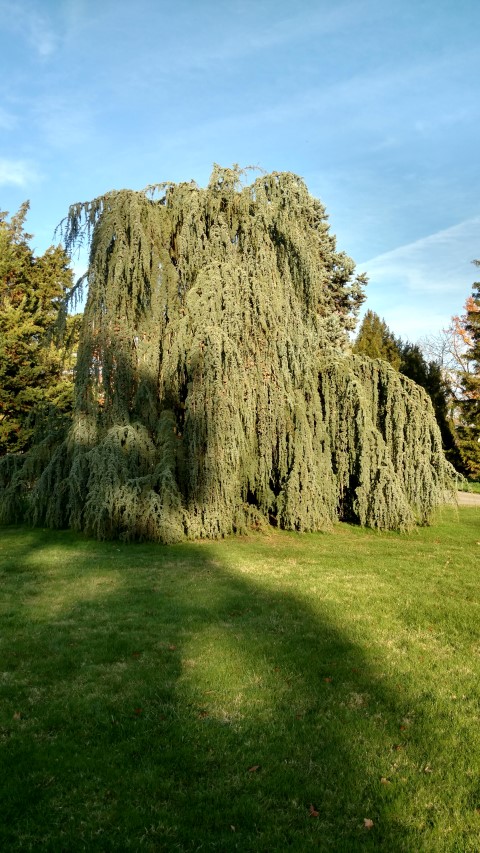 Cedrus atlantica plantplacesimage20161120_150904.jpg