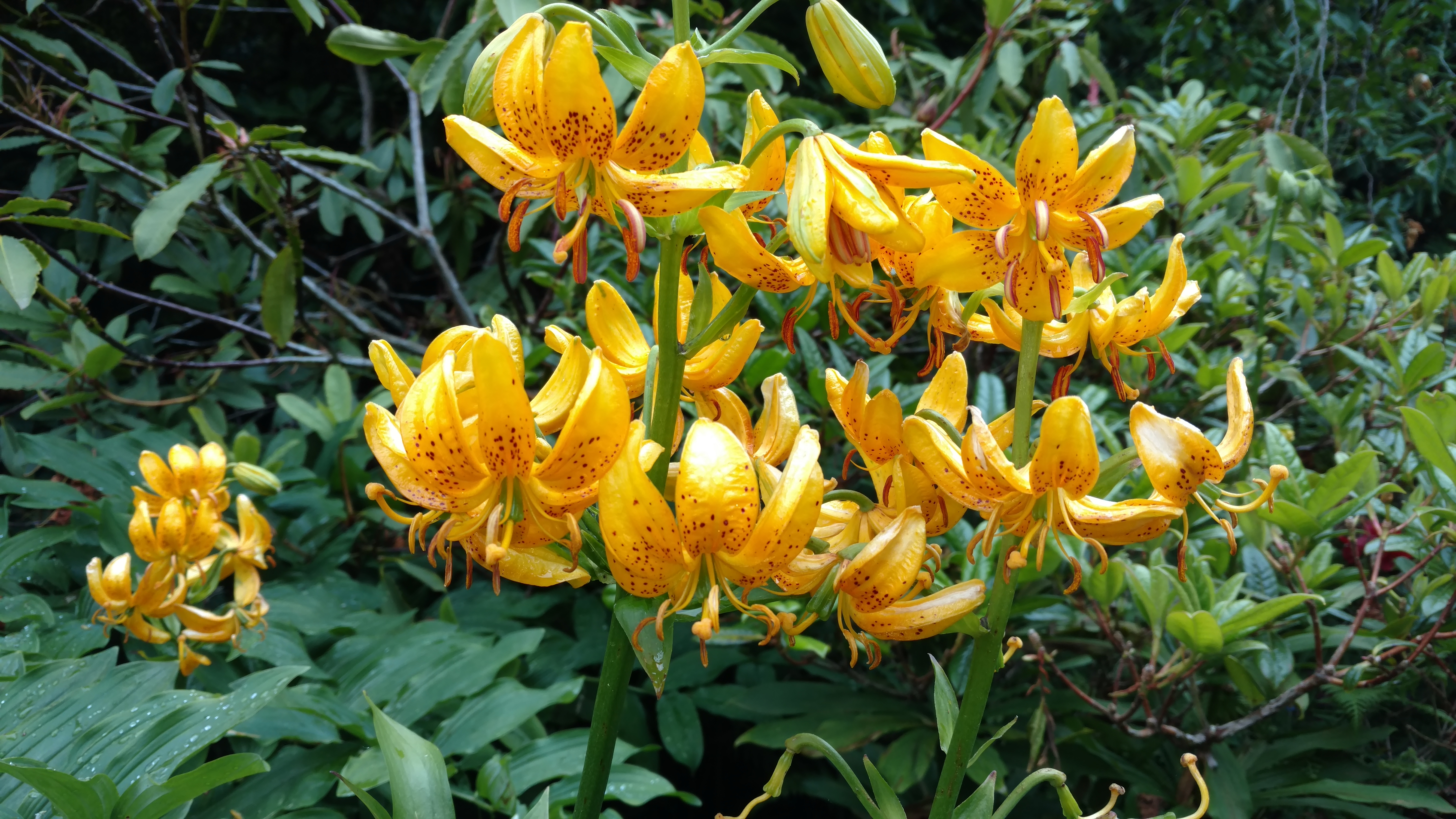 Rhododendron spp plantplacesimage20161213_111952.jpg