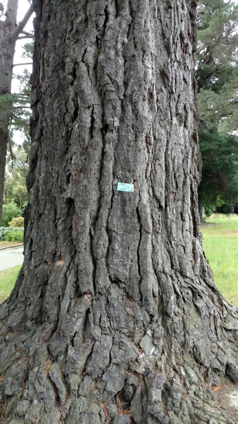 Pinus radiata plantplacesimage20161213_114449.jpg