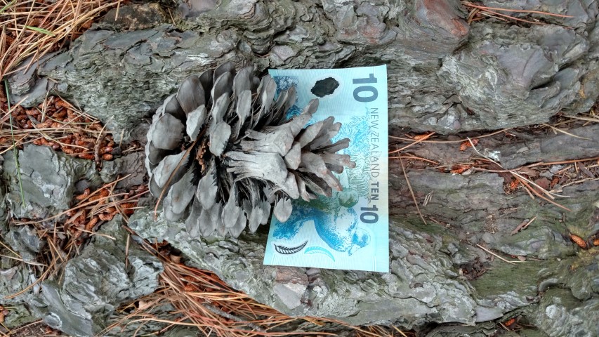 Pinus radiata plantplacesimage20161213_114654.jpg