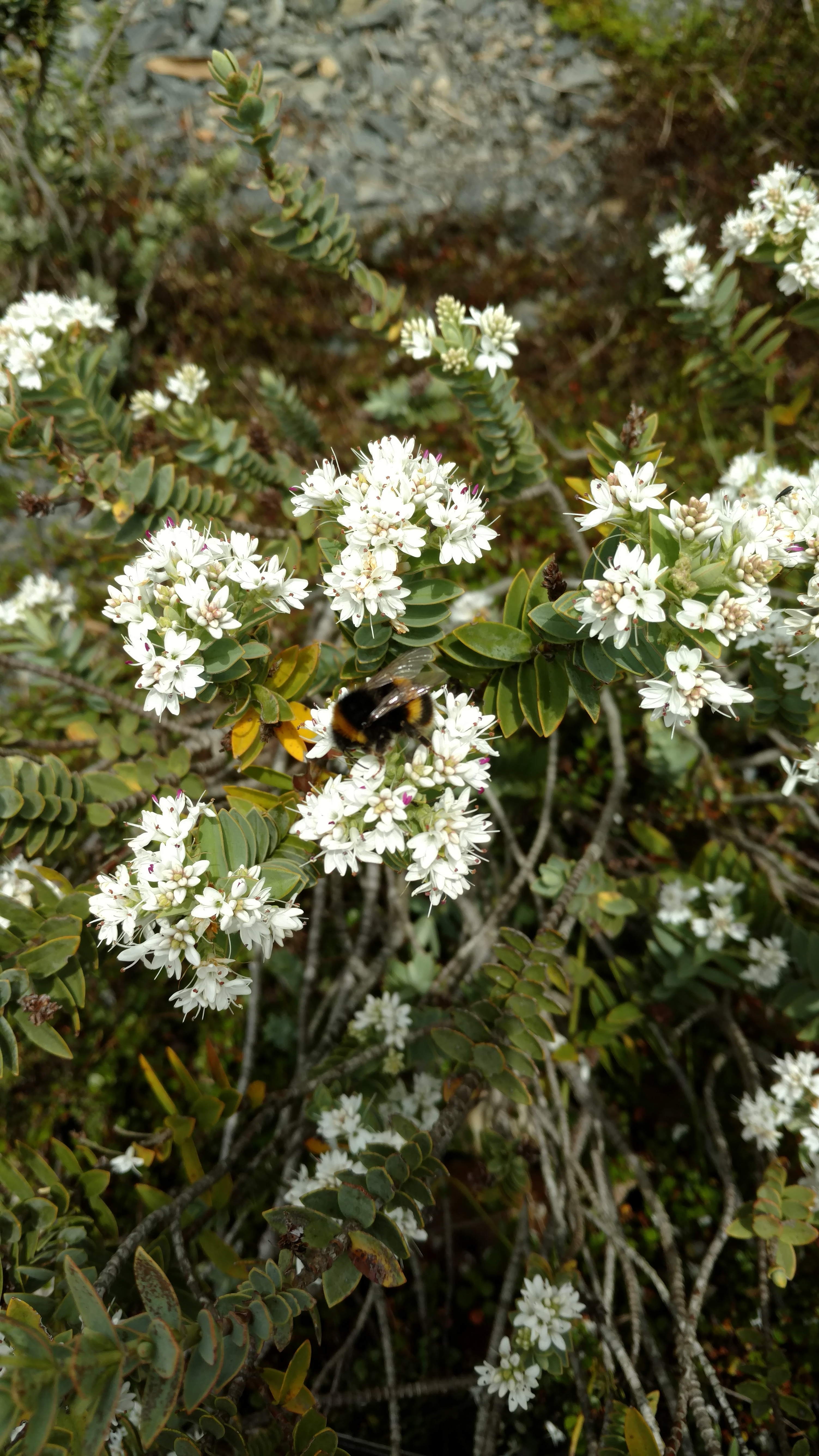 Veronica gibbsii plantplacesimage20161213_124217.jpg