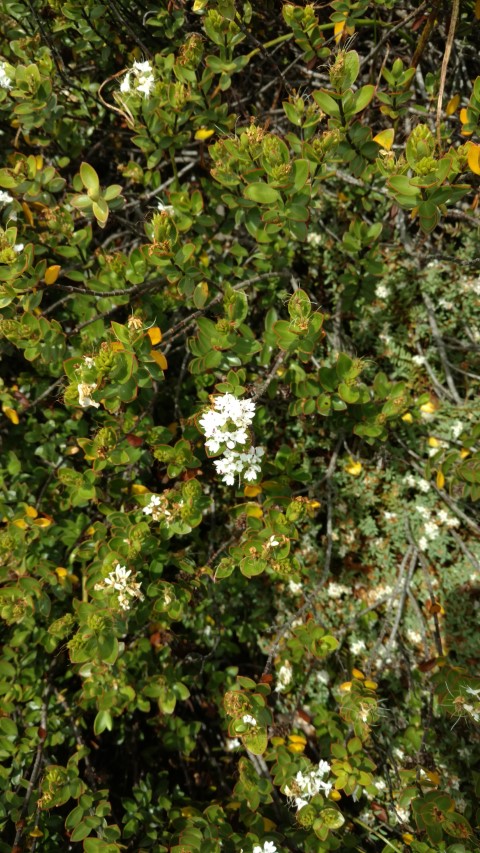 Veronica decumbens plantplacesimage20161213_124610.jpg