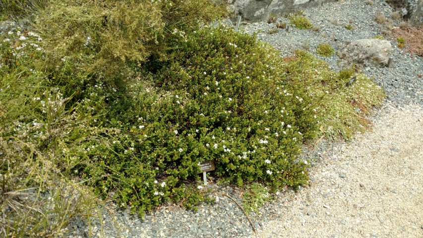 Veronica decumbens plantplacesimage20161213_124649.jpg