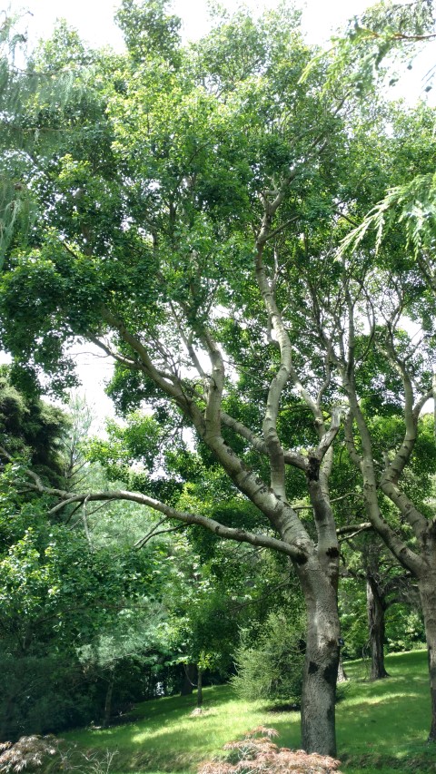 Populus tremula plantplacesimage20161213_130951.jpg