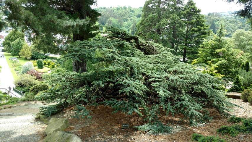 Cedrus atlantica plantplacesimage20161213_132554.jpg