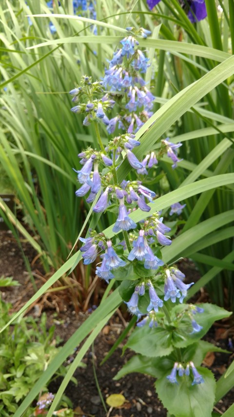 Penstemon ovatus plantplacesimage20161213_135001.jpg