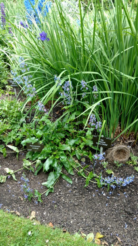Penstemon ovatus plantplacesimage20161213_135010.jpg