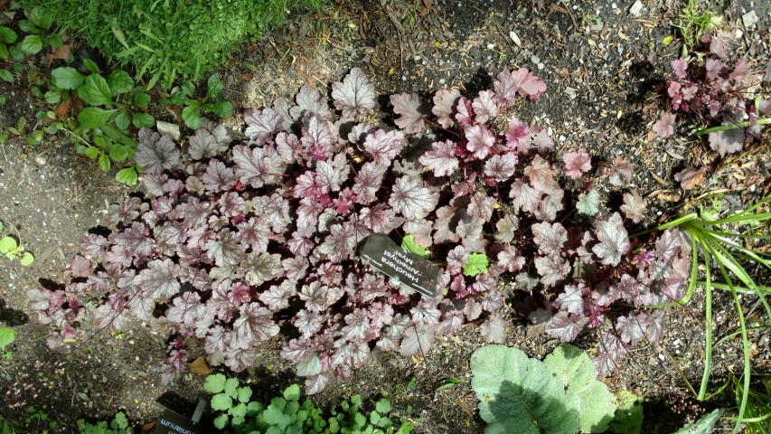Heuchera micrantha plantplacesimage20161213_141317.jpg
