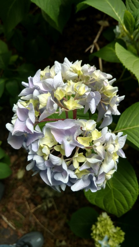 Hydrangea macrophylla plantplacesimage20161214_123215.jpg