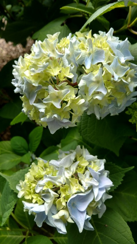 Hydrangea macrophylla plantplacesimage20161214_123224.jpg