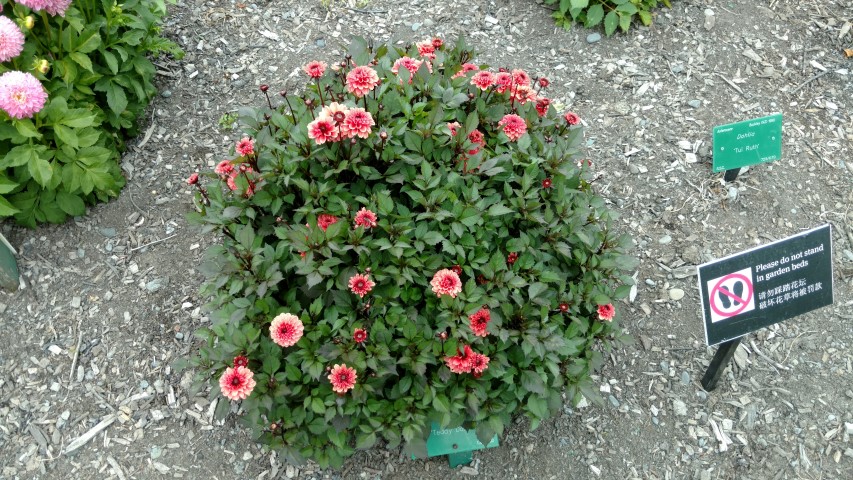 Dahlia hybrid plantplacesimage20161214_141139.jpg