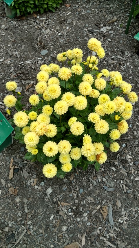 Dahlia hybrid plantplacesimage20161214_141232.jpg