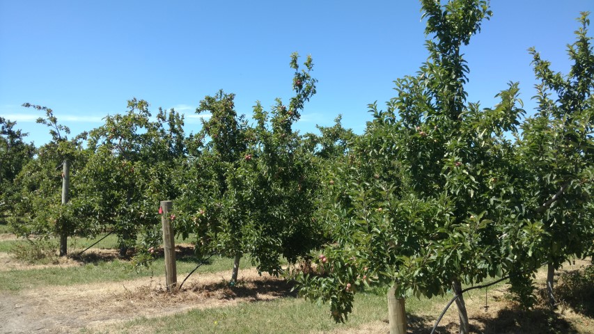 Malus spp. plantplacesimage20161216_104811.jpg