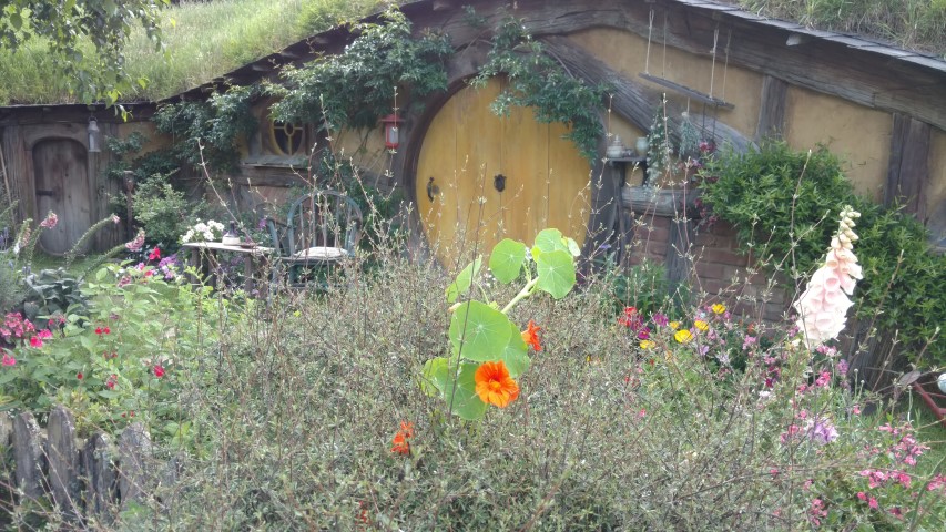 Tropaeolum spp plantplacesimage20161217_090700.jpg