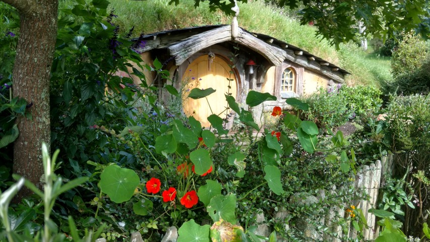 Tropaeolum spp plantplacesimage20161217_091808.jpg