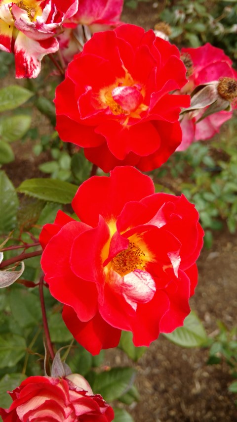 Rosa spp. plantplacesimage20161218_112919.jpg