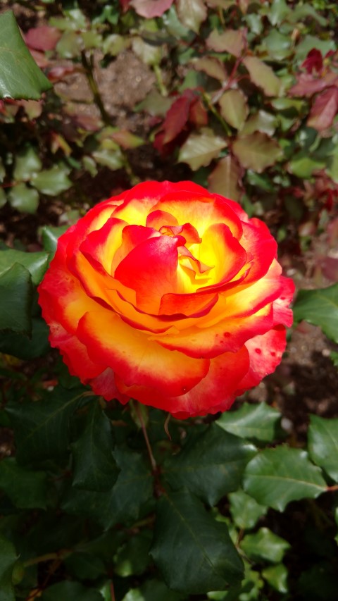 Rosa spp. plantplacesimage20161218_114421.jpg