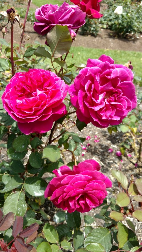 Rosa spp plantplacesimage20161218_131134.jpg