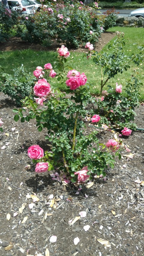 Rosa spp plantplacesimage20161218_132109.jpg