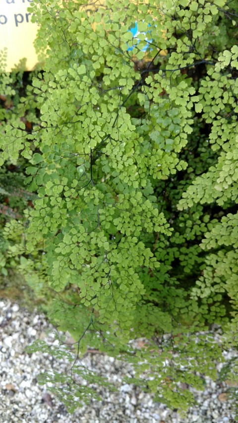 Adiantum pedatum plantplacesimage20161218_140539.jpg