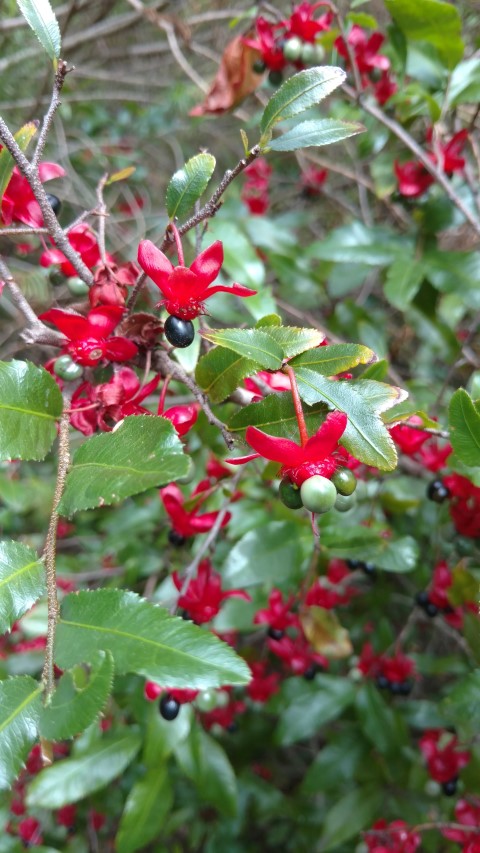 Ochno atropurpurea plantplacesimage20161223_111645.jpg