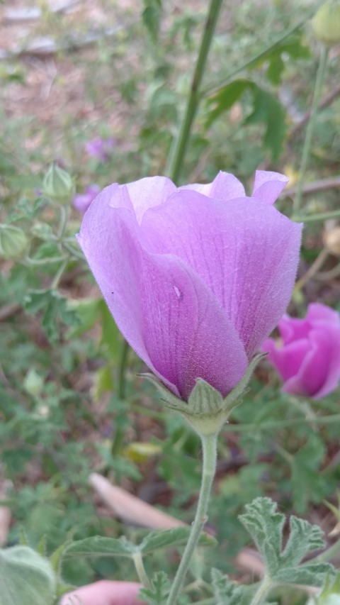 Alyogyne huegelii plantplacesimage20161223_124410.jpg