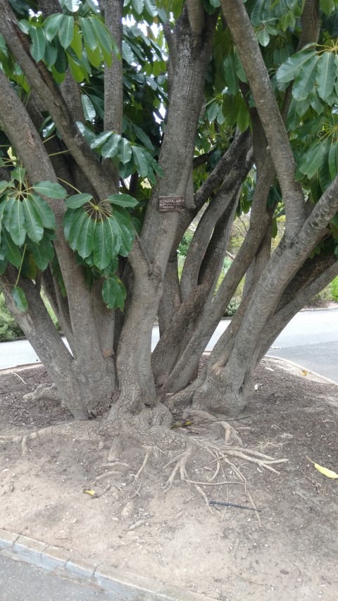 Schefflera actinophylla plantplacesimage20161223_131044.jpg