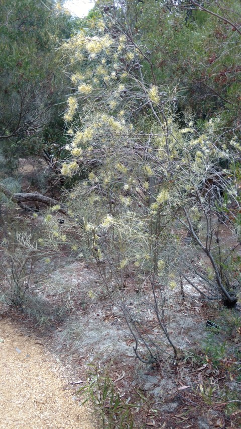 Hakea leucoptera plantplacesimage20161223_140952.jpg
