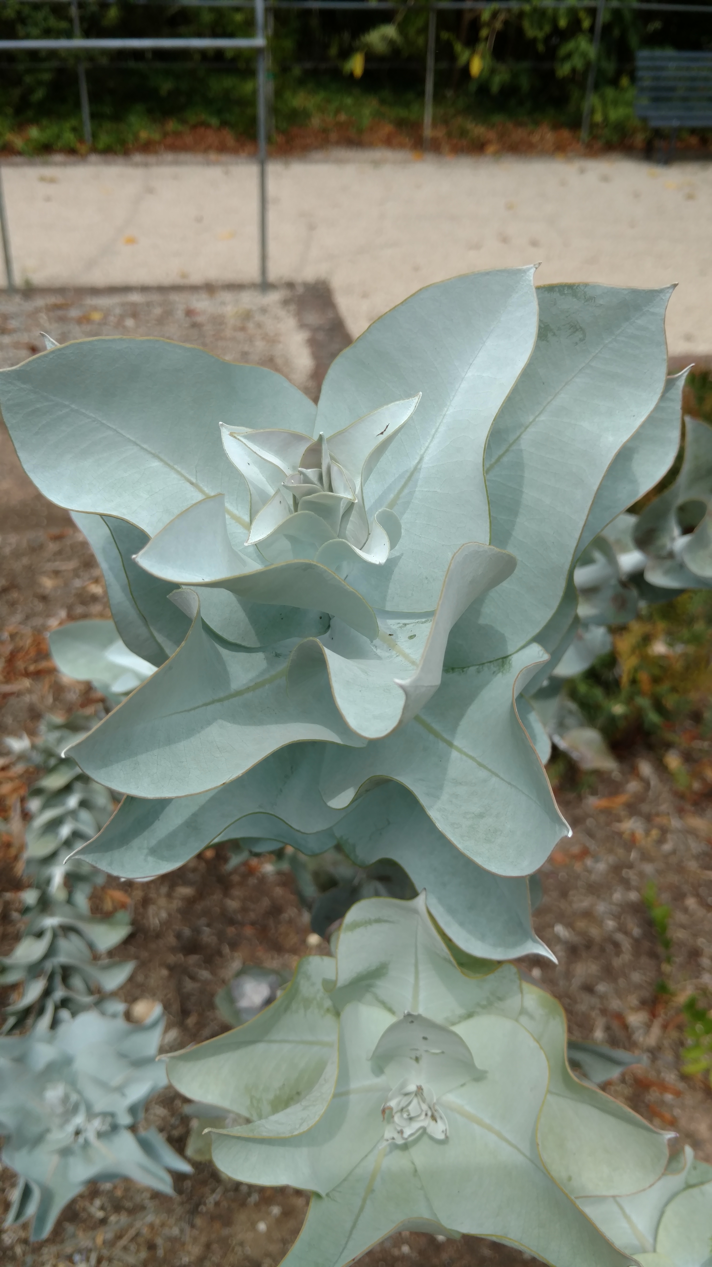 Eucalyptus macrocarpa plantplacesimage20161223_151039.jpg