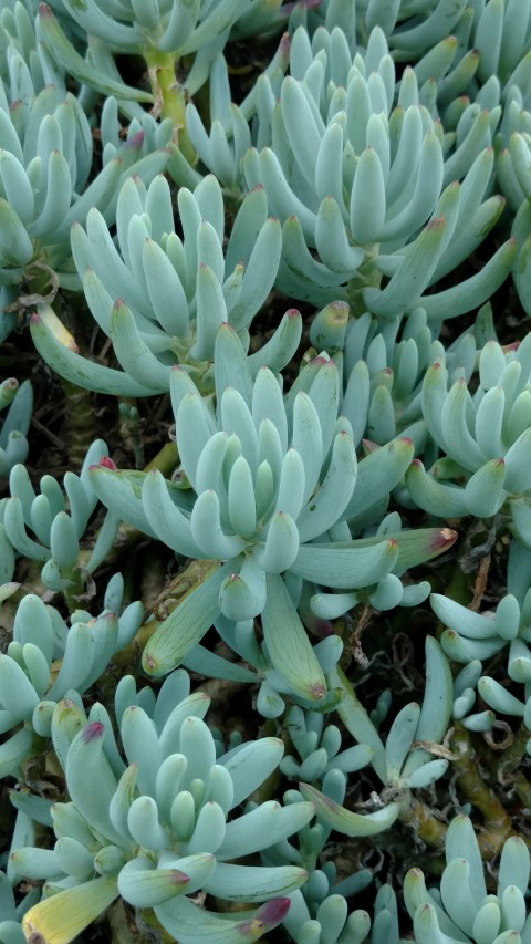 Senecio serpens plantplacesimage20161226_131727.jpg