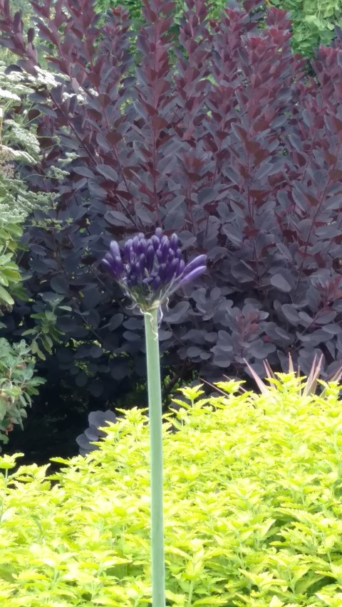 Agapanthus  plantplacesimage20161226_132308.jpg