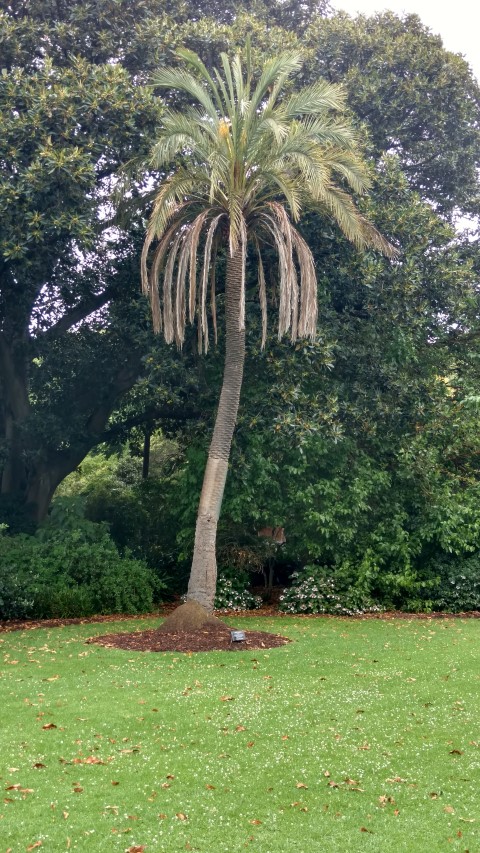 Phoenix dactylifera plantplacesimage20161226_160804.jpg