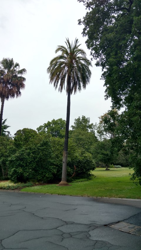 Phoenix dactylifera plantplacesimage20161226_161629.jpg