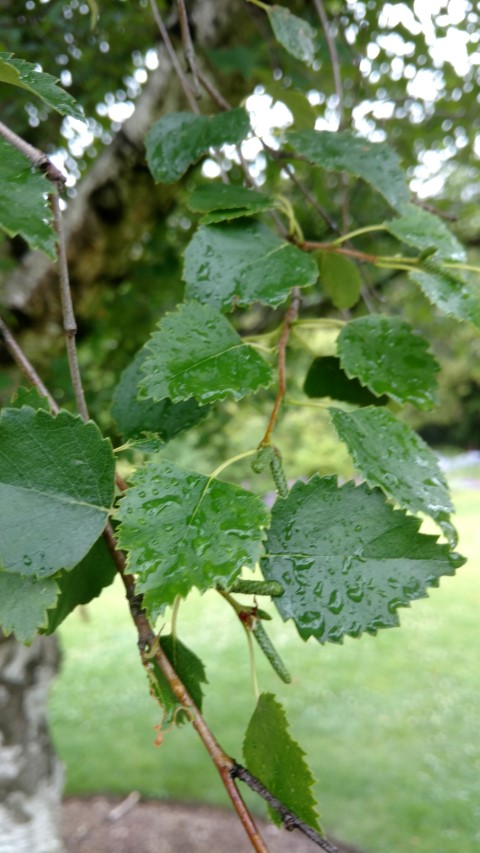 Betula pubescens plantplacesimage20161226_162149.jpg